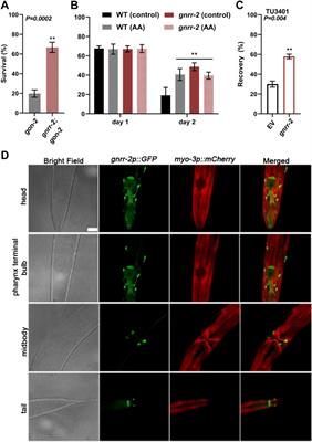 Gonadotropin-releasing hormone-like receptor 2 inversely regulates somatic proteostasis and reproduction in Caenorhabditis elegans